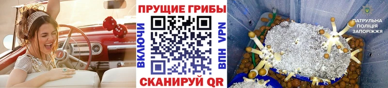 Галлюциногенные грибы Cubensis Томилино